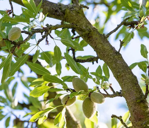 Branch of Valencia Almond Tree with unripe almonds