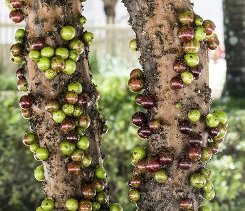 Close up of Jabuticaba tree trunk with fruit