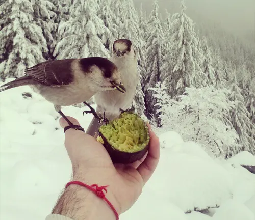 Birds eating from a halved Hass avocado in snowy forest