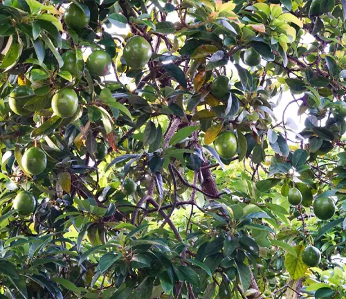 Fuerte Avocado tree with green avocados hanging from branches