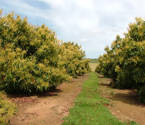 Pinkerton Avocado orchard with rows of trees