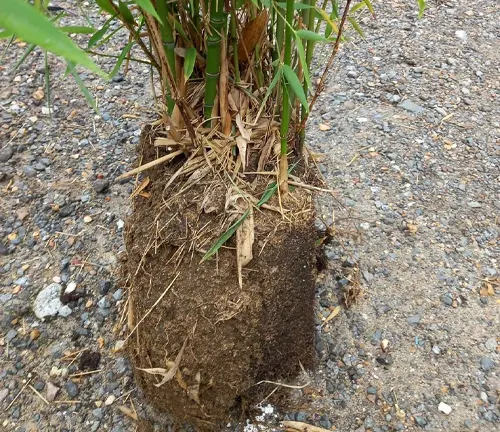 Golden Bamboo clump with exposed roots on a gravel path