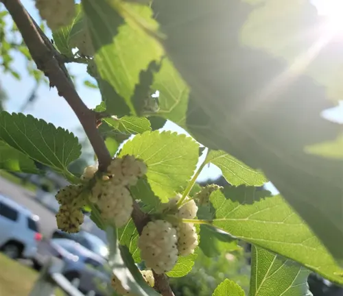 Sunlit White Mulberry tree with fruit