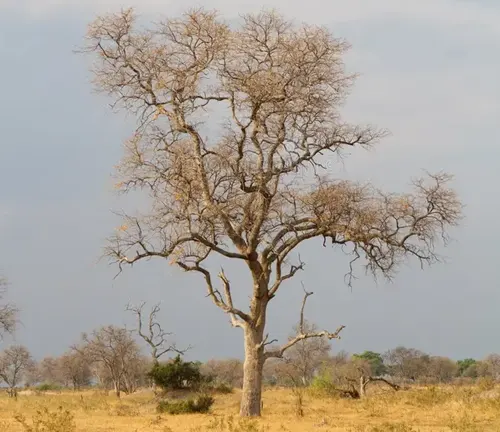 Bare-branched Leadwood tree in a savanna landscape under a clear sky