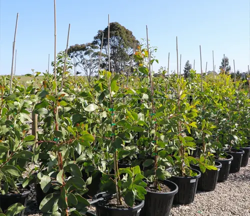 Rows of potted Golden Wattle plants with green leaves of varying heights in a nursery under a blue sky