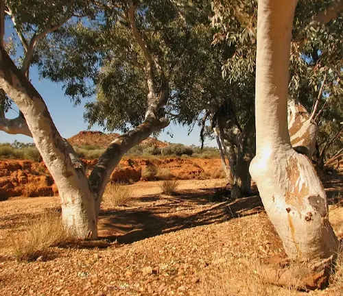 Leadwood tree with a white trunk and green leaves in a desert setting with red rock formations under a blue sky
