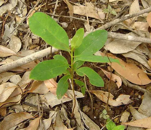 Young Karri Tree sapling in a bed of dry leaves and twigs
