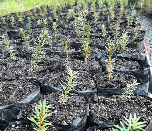 Young Totara trees growing in nursery bags