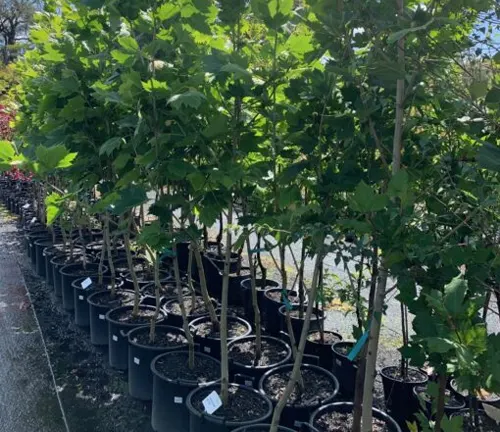 Rows of young Plane Trees in black pots, ready for planting, at a nursery