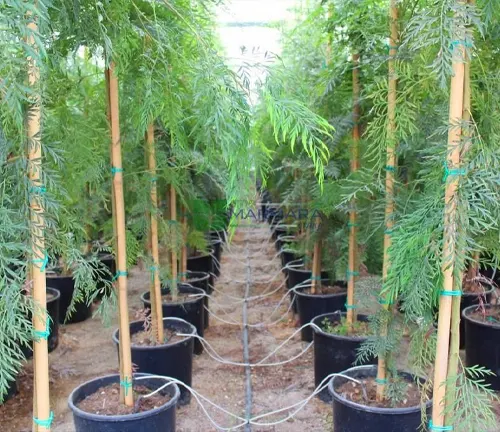 Young Silky Oak trees in black pots, supported by bamboo stakes, growing in a greenhouse