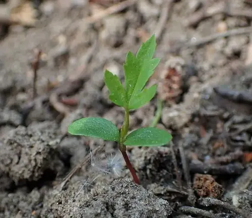 Young Rowan tree sapling with green leaves growing in soil