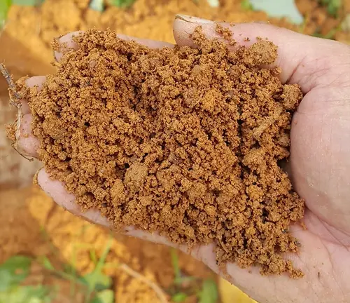 Close up of a hand holding reddish-brown soil with a Durian tree in the background