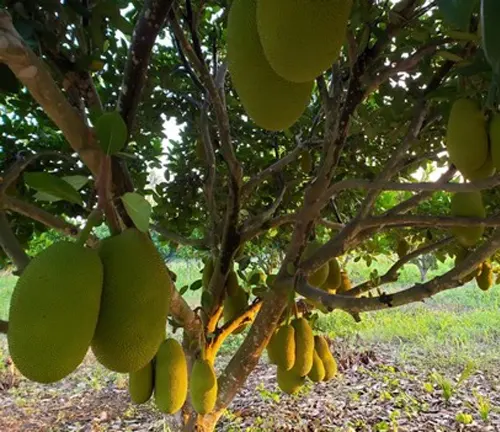 Jackfruit tree with leaves and fruit