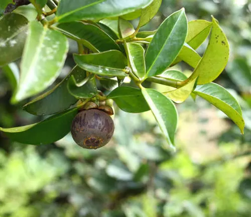 Close-up of a ripe, purple mangosteen fruit hanging from a tree with shiny green leaves