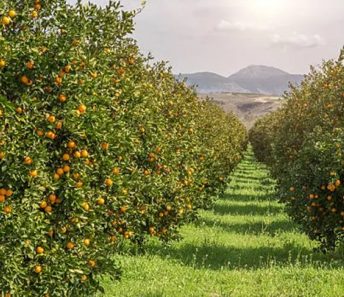 Orange tree orchard with ripe oranges and mountains in the background