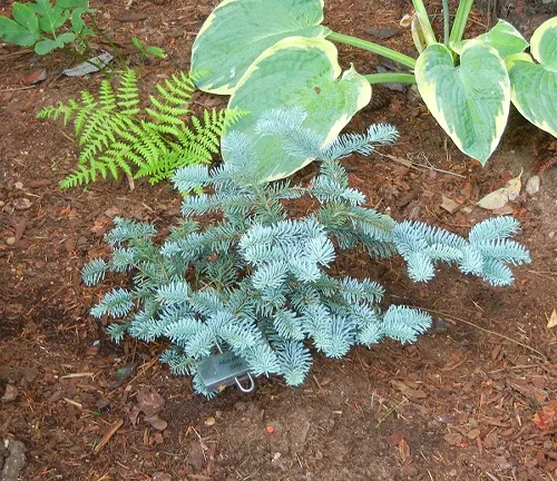 Small Abies Procera tree with blue-green needles in a garden bed surrounded by other plants