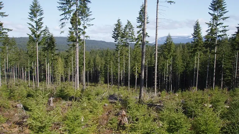 Aerial view of a forest with trees cut down for timber harvesting