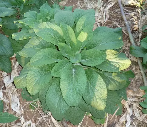 Close-up of Foxglove plant with large green leaves and soil in the background
