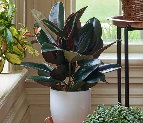 This is an image of a potted plant with dark green leaves in a white pot, placed on a windowsill with a view of greenery outside. Other plants are visible in the background.