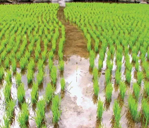 Aerial view of a rice paddy field with rows of young plants and a path through the middle.