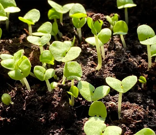 Soil Stabilization Basil Plant