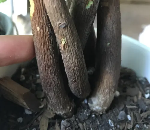 Close-up of a brown tree trunk and intertwined roots in a pot with soil.
