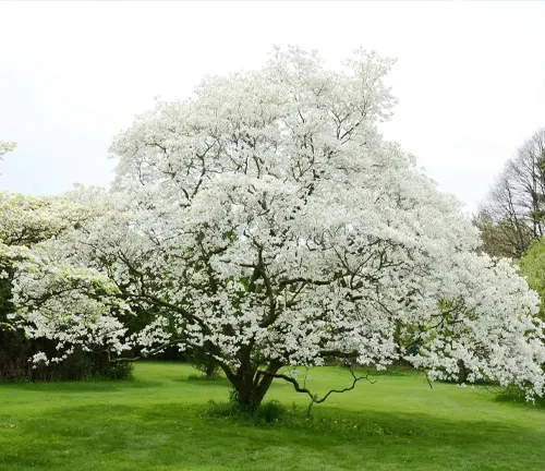 4.5' White Flowering Dogwood Centerpiece Tree