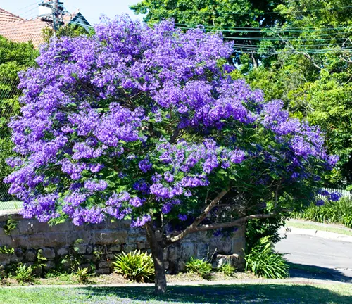 Jacaranda Tree