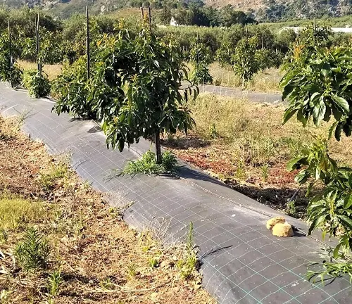 Avocado Tree