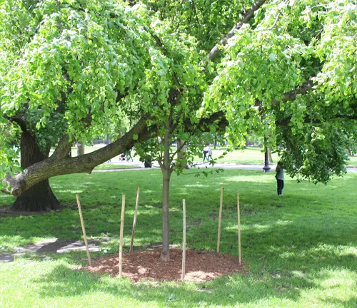 Tree with wooden stakes around it in a park.
