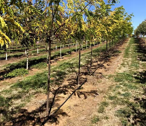 Rows of young trees in nursery.