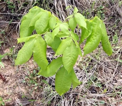 Small hickory tree with green leaves in a field.