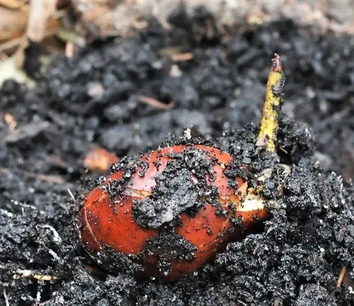 Seedling emerging from soil.