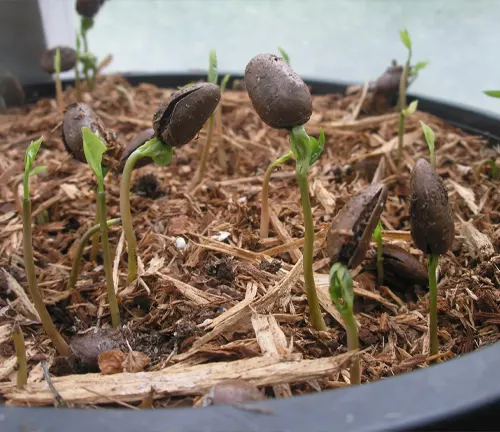 Close-up of sprouting seedlings in a pot.