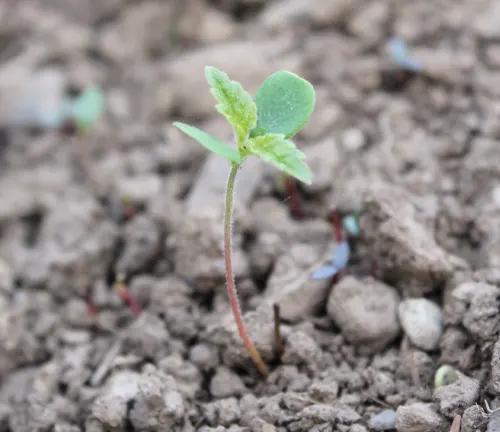 Small plant sprouting from dry soil.