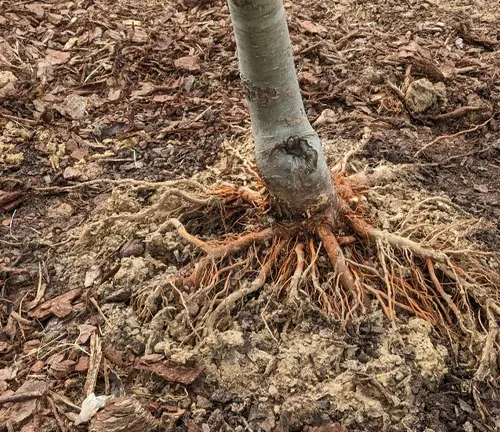 Close-up of tree trunk and roots in soil.