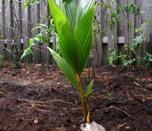 Young coconut palm tree in a garden.