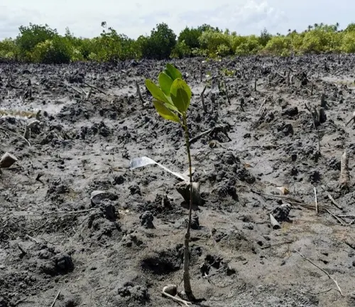 Sapling in a barren landscape.