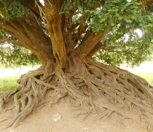 Large yew tree with intricate roots
