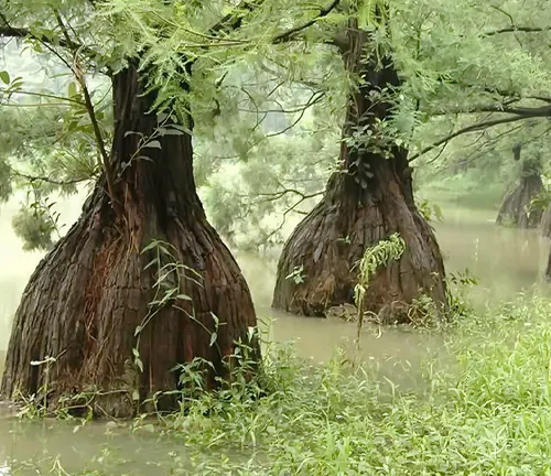 Chinese Swamp Cypress
(Glyptostrobus pensilis)