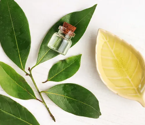 Glass bottle, Camphor tree branch, and yellow leaf.