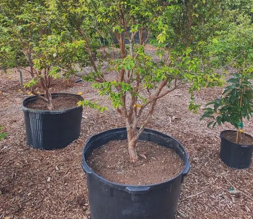 Jabuticaba tree in a black pot