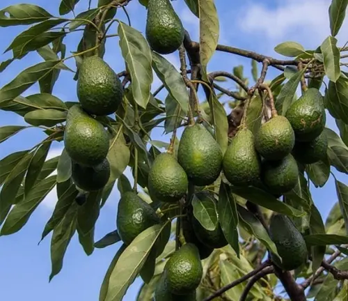 Avocado fruits haning on the tree
