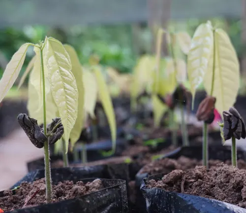 Young Criollo Cacao plants in black pots with soil