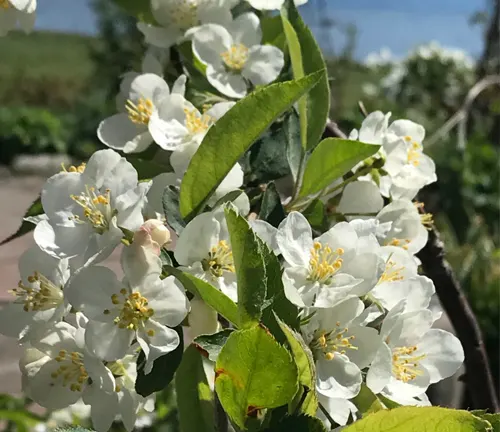 White Sargent Crabapple Tree flowers