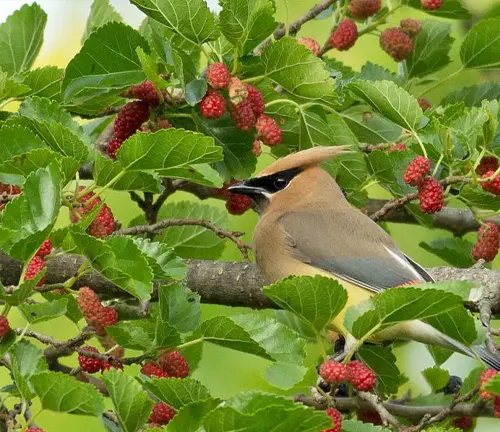 Cedar Waxwing bird eating berry on White Mulberry tree