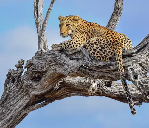 Leopard resting on a gnarled branch of a Leadwood tree under a clear blue sky