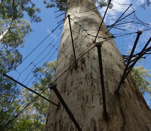 Karri tree trunk with metal cables in a forest