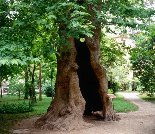 A majestic Plane Tree with a hollow trunk, standing tall in a tranquil park setting