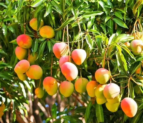 A vibrant mango tree with a lush canopy of green leaves and clusters of ripening golden mangoes hanging from its branches